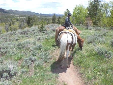 Hrimmi is introduced to the pack saddle